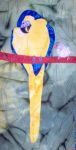 blue and gold_th.jpg